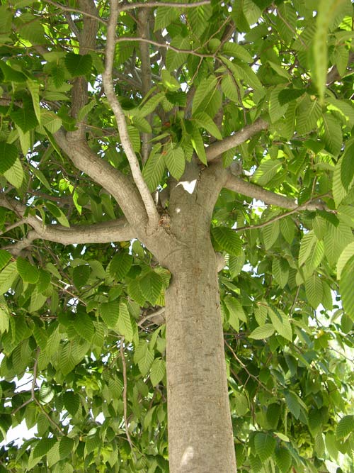 nothofagus obliqua 7