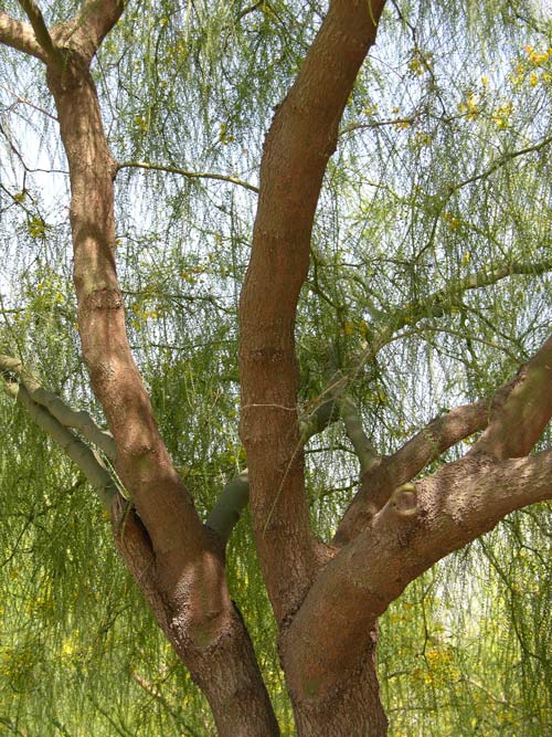 parkinsonia aculeata 01
