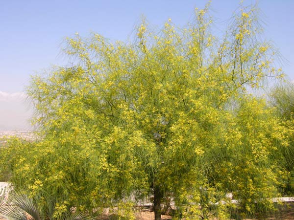 parkinsonia aculeata 04