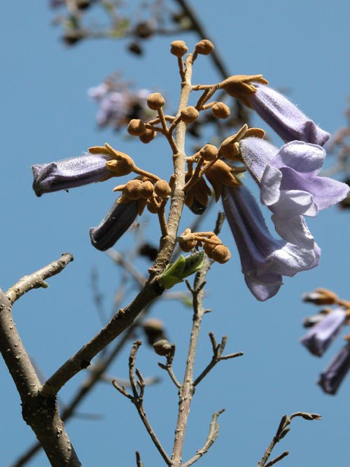 paulownia tomentosa 04