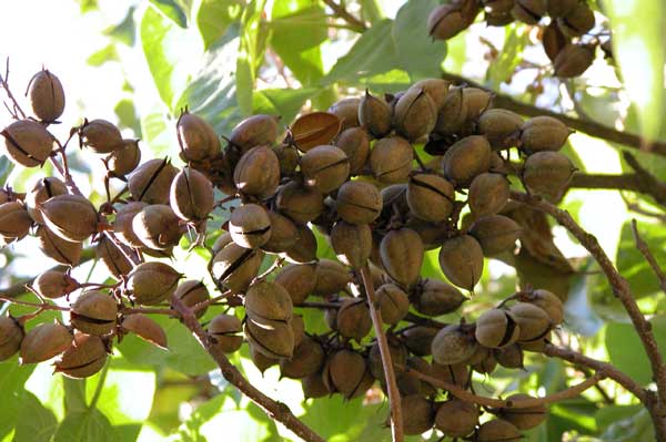 paulownia tomentosa 08