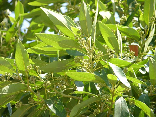 persea indica 01