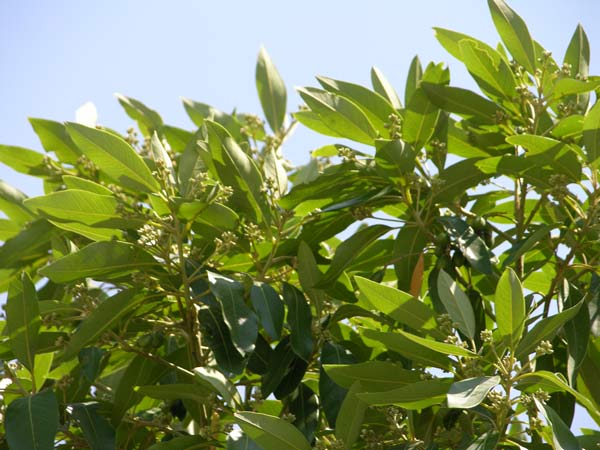 persea indica 02