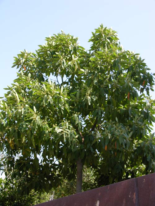 persea indica 03