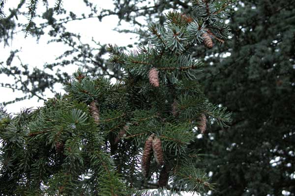 picea omorika 02