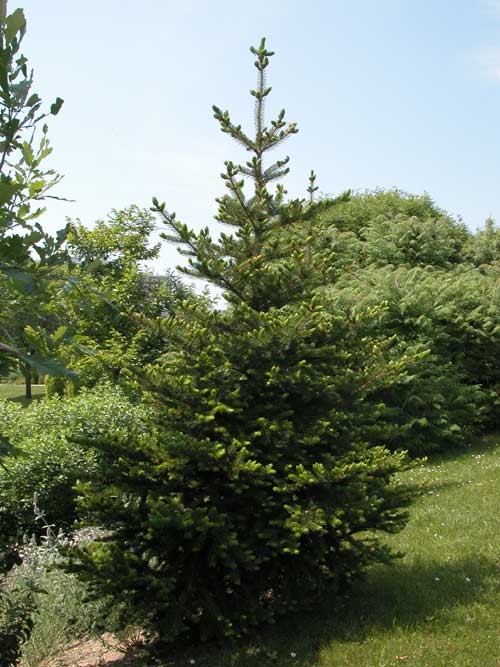 picea polita 02