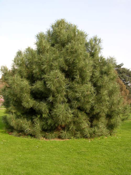 pinus coulteri 02