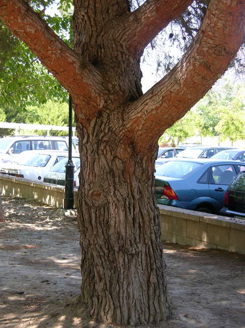 pinus halepensis 11