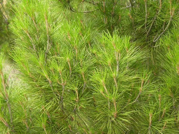 var ceciliae 02