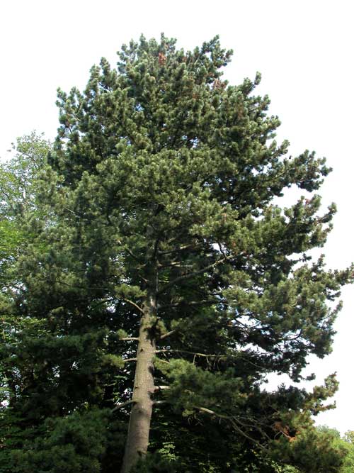 pinus leucodermis 02