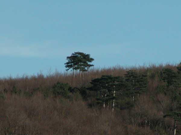 pinus nigra 07