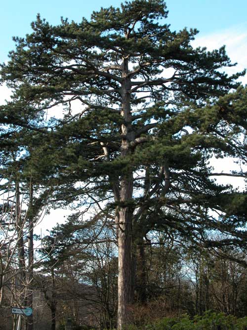 pinus nigra 10