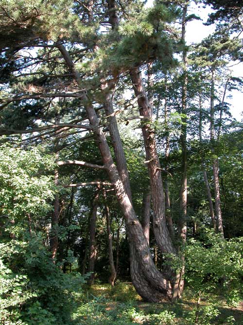 pinus nigra 15
