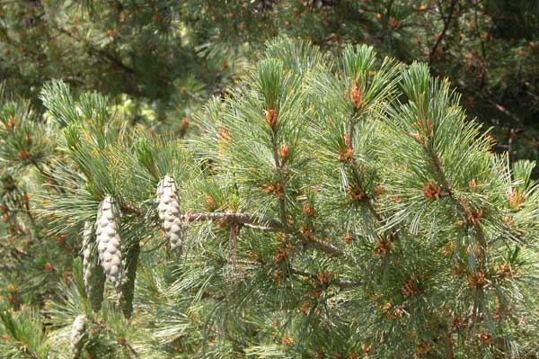 pinus peuce 05