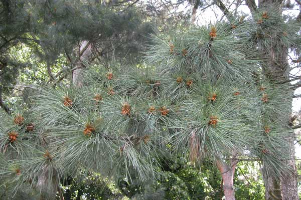 pinus ponderosa 04
