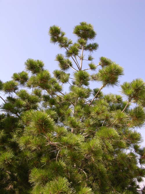 pinus radiata 05