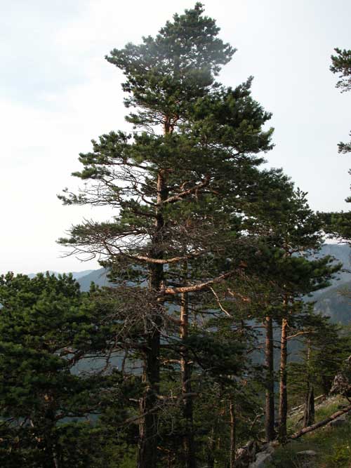 pinus sylvestris 07