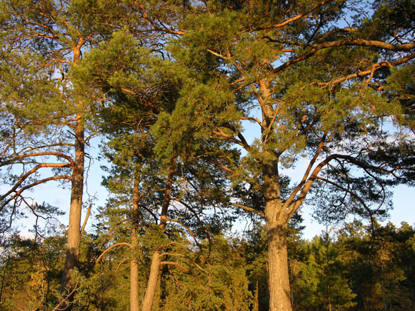 pinus sylvestris 27