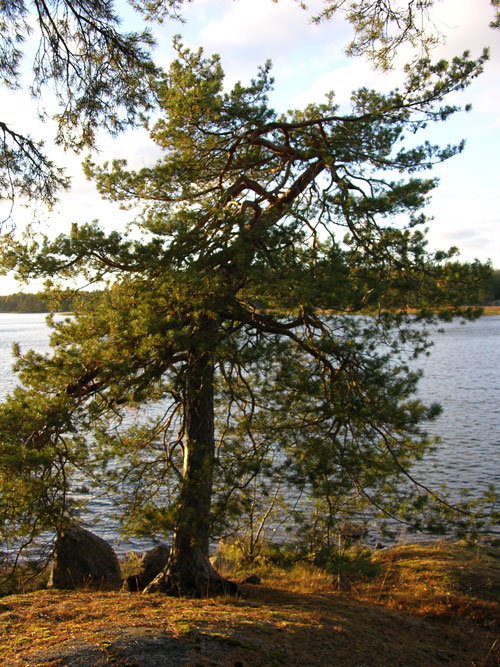 pinus sylvestris 28