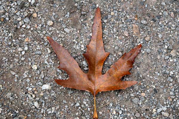 platanus orientalis 01