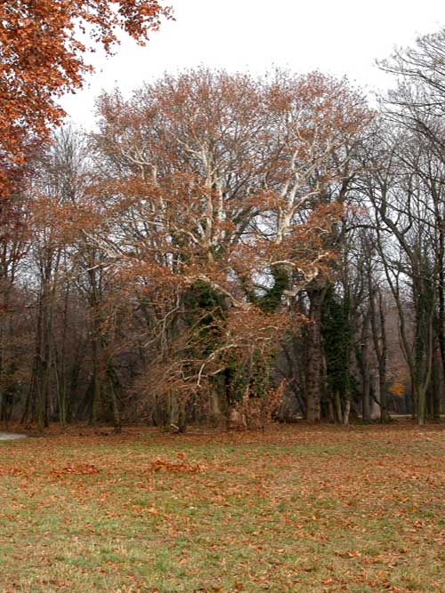 platanus orientalis 05