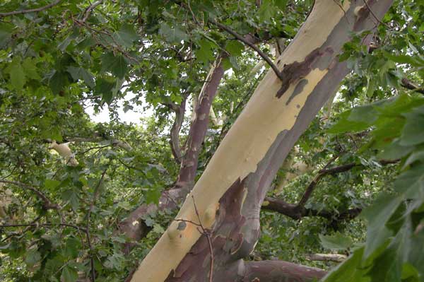 platanus x acerifolia 23