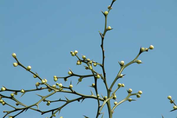 poncirus trifoliata 03