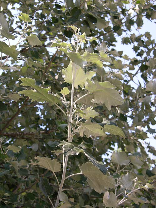 populus alba 02
