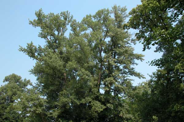 populus sp 18