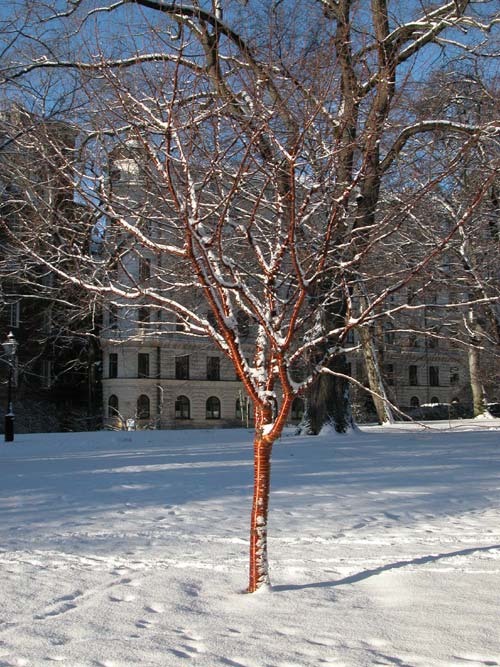 prunus serrula 01