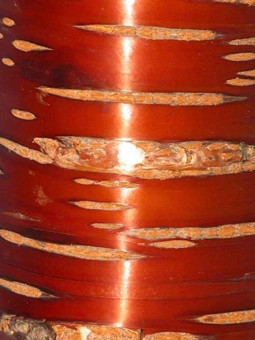 prunus serrula 04