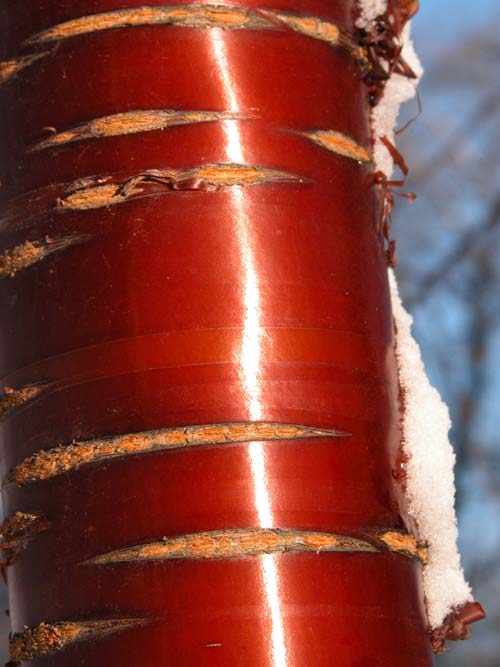 prunus serrula 07