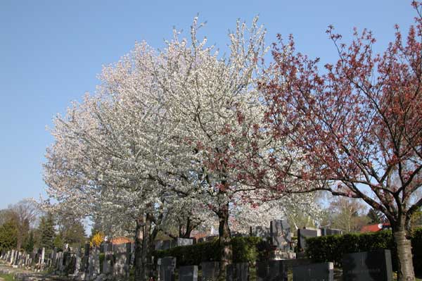 prunus sp 03