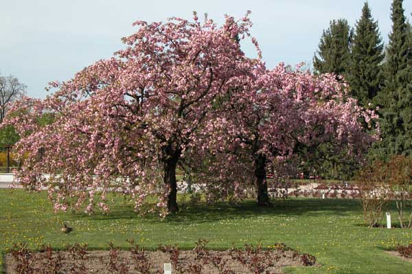 prunus sp 04