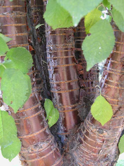 prunus sp 08
