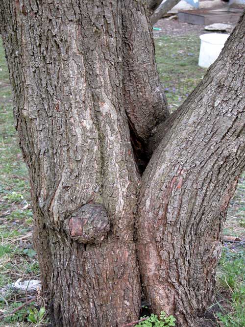 prunus sp 09