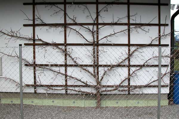 prunus sp 12