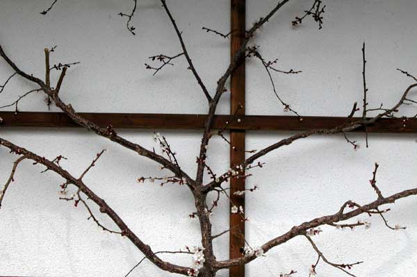 prunus sp 14