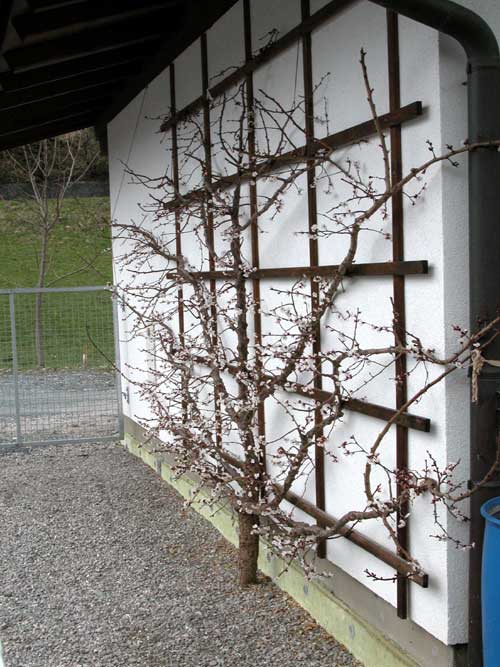 prunus sp 15