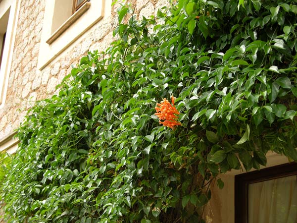 pyrostegia venusta 04