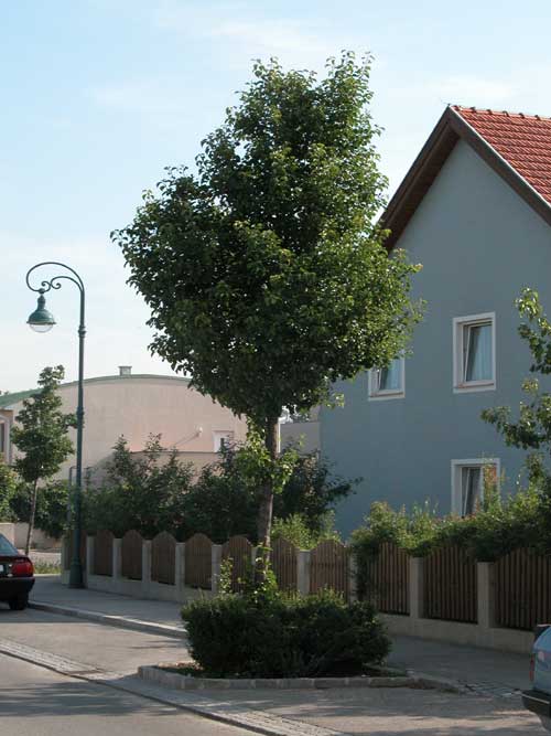 pyrus sp 12