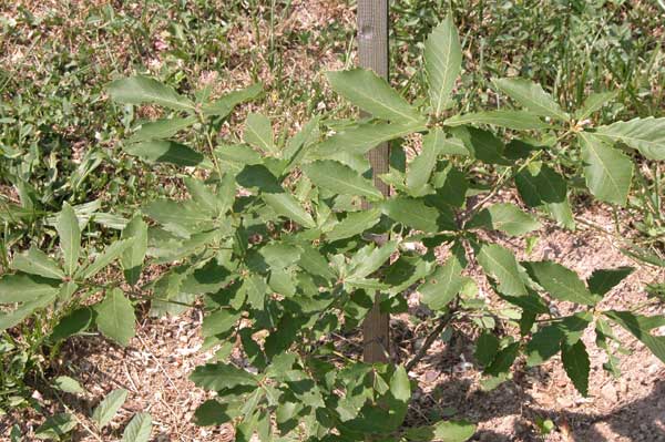 quercus glandulifera 01