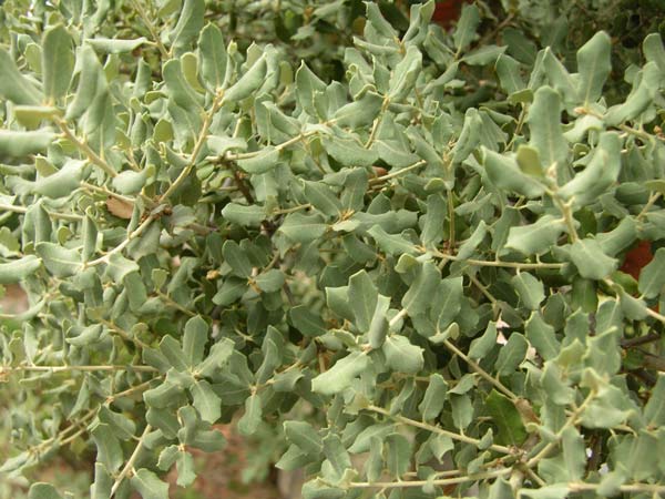 quercus ilex 20