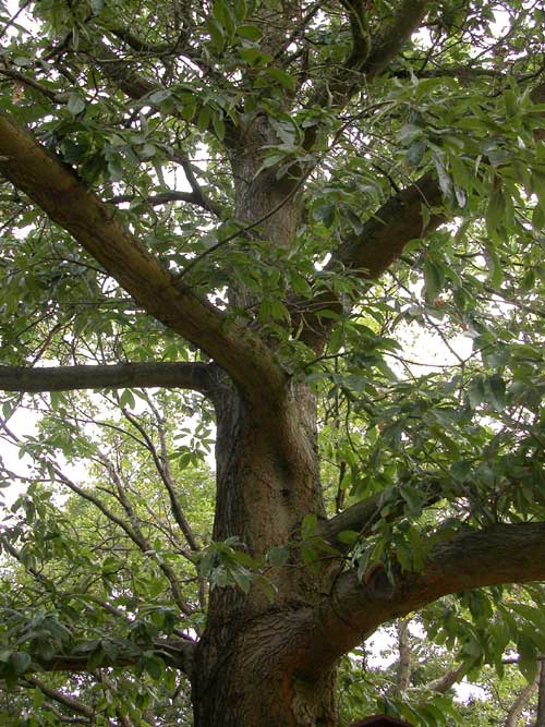 quercus imbricaria 05