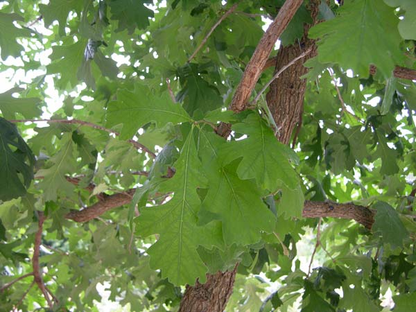 quercus macrocarpa 01