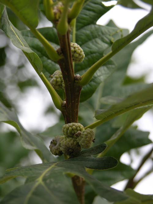 quercus macrocarpa 02
