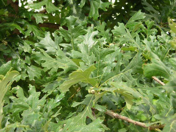 quercus macrocarpa 04