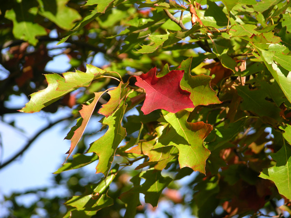 quercus palustris 07