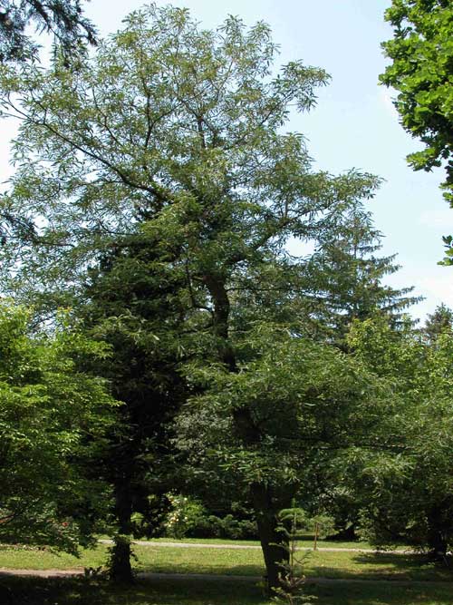 quercus robur filicifolia 01