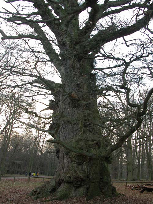 quercus robur 03